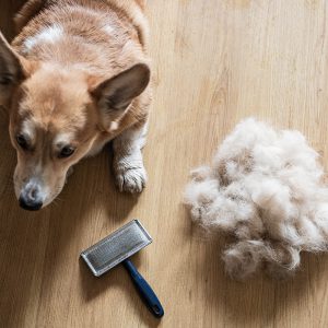 مقابله با موی سگ
